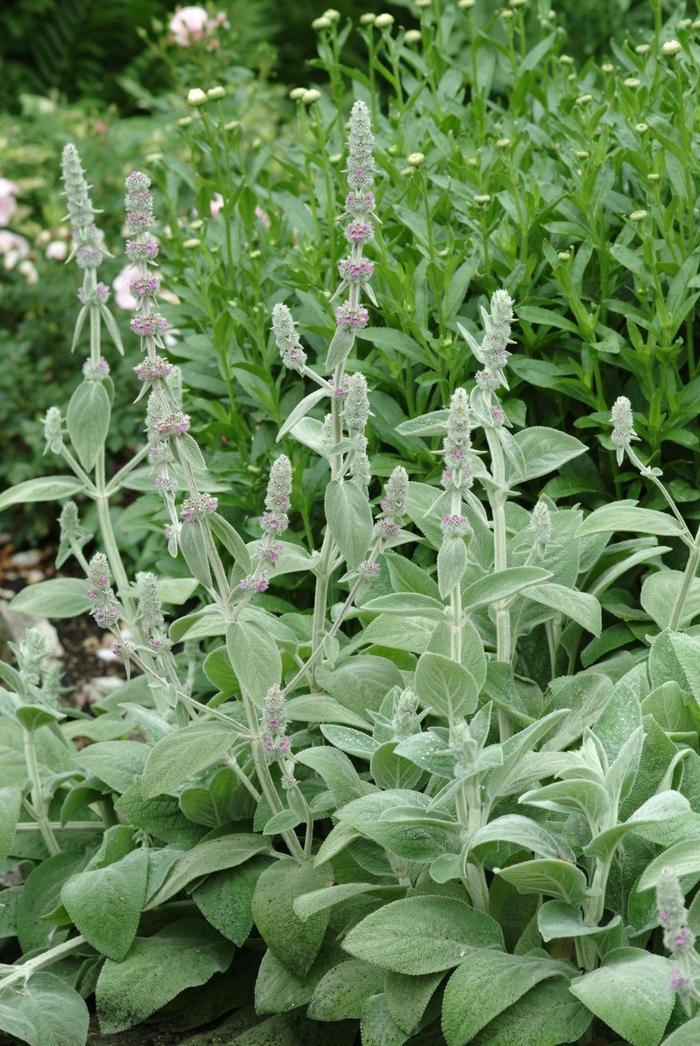 Stachys byzantina Silver Carpet