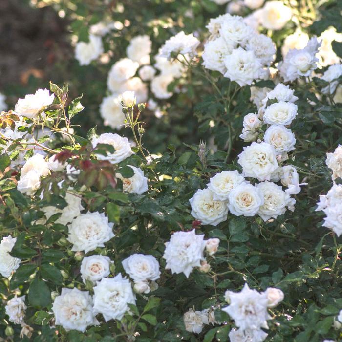 Rosa White Drift®