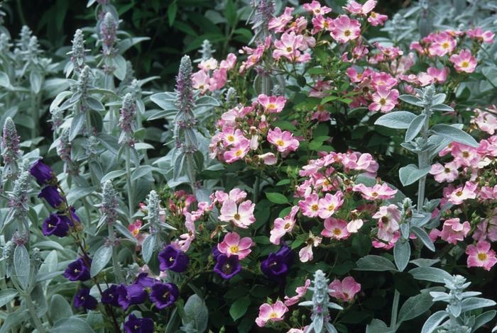 Rosa floribunda Nearly Wild