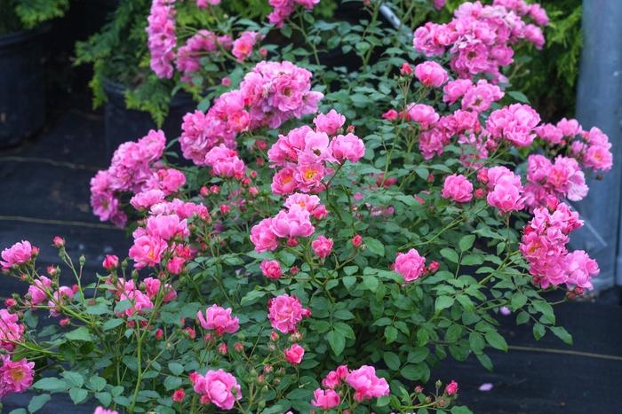 Rosa Oso Easy® Double Pink