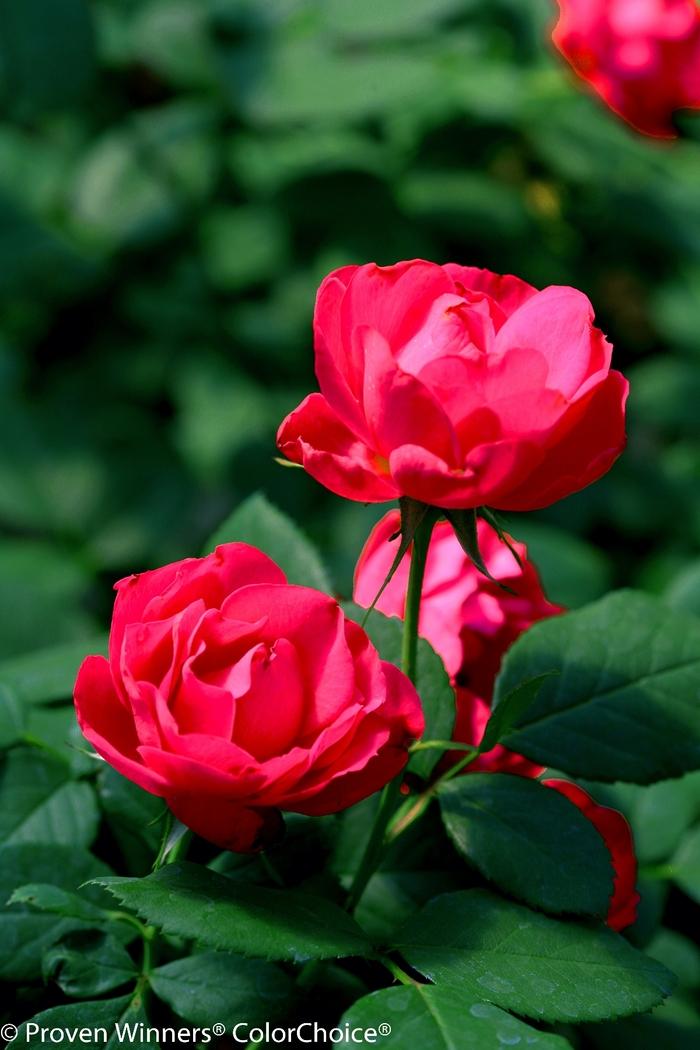 Rosa Oso Easy® Double Red®