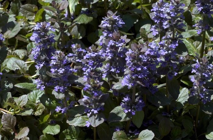 Ajuga reptans Catlin's Giant