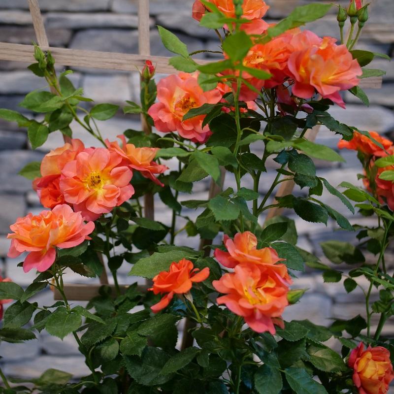 Rosa Rise UpÂ® 'EmberaysÂ®' - EmberaysÂ® Climbing Rose from Willowbrook Nurseries