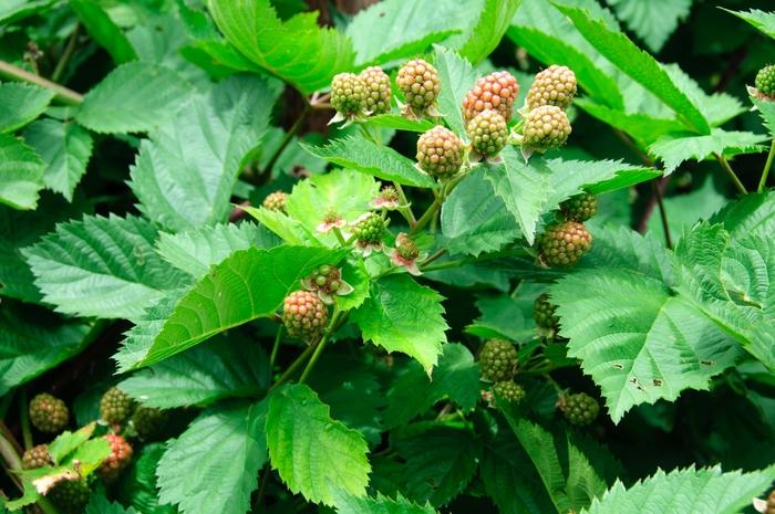 Rubus fruiticosus Triple Crown