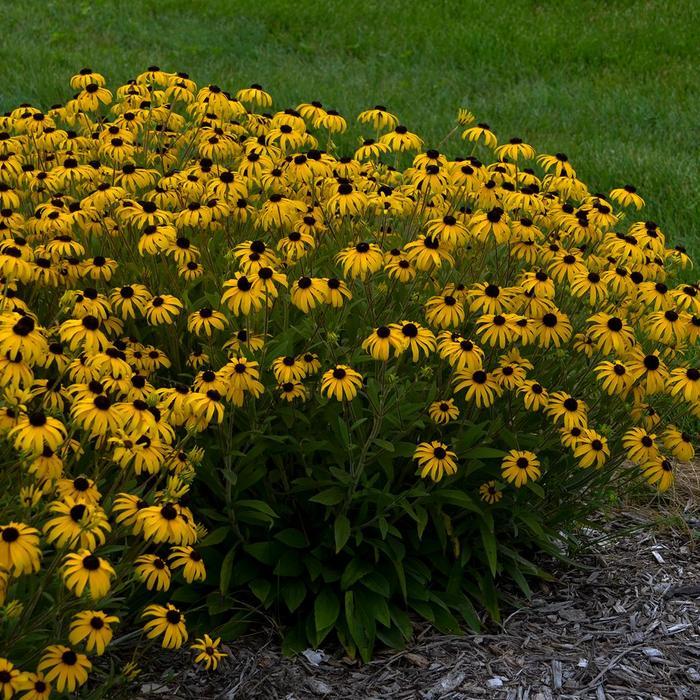 Rudbeckia American Gold Rush