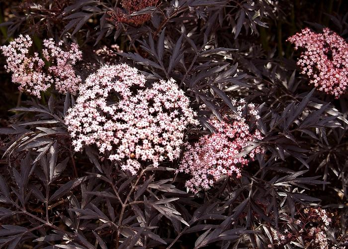 Sambucus nigra Black Lace®