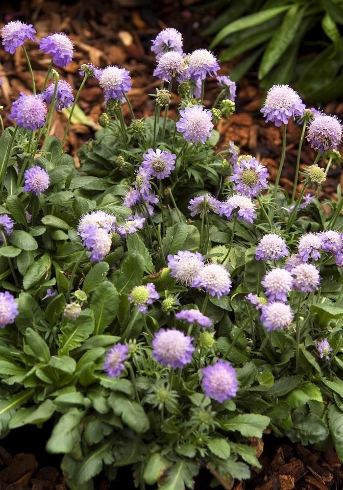 Scabiosa japonica Ritz Blue