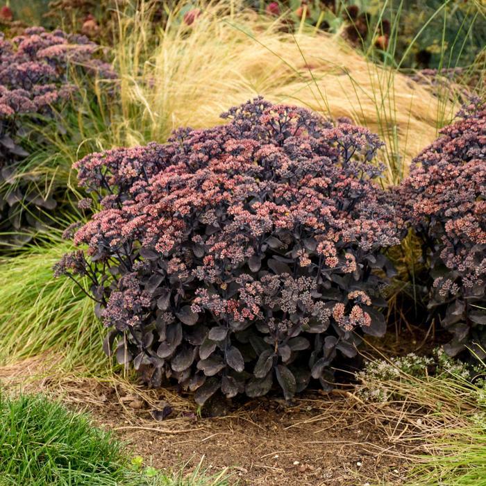 Sedum Rock 'N Grow® Back in Black