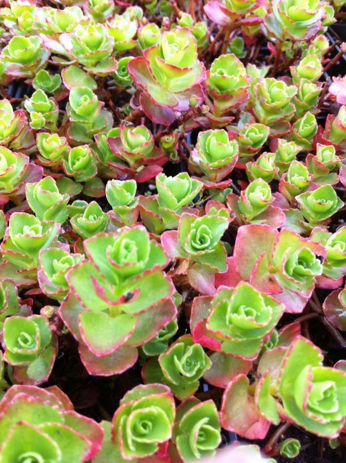 Sedum spurium Dragon's Blood