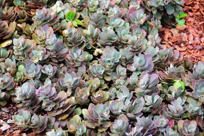 Sedum Sunsparkler® Dazzleberry