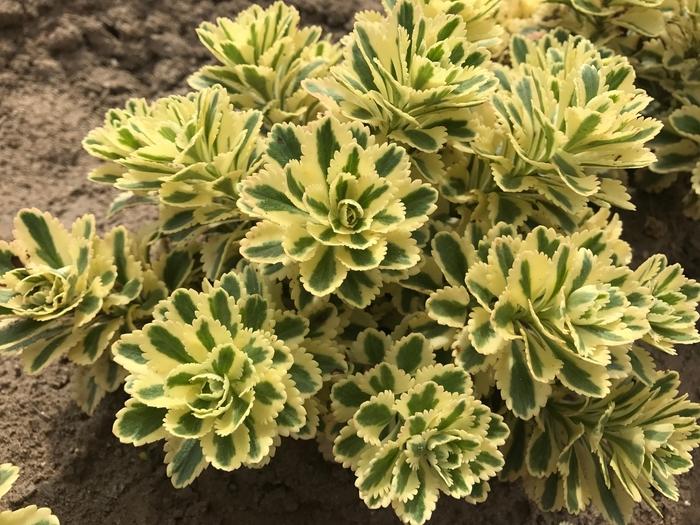 Sedum takesimense Atlantis®