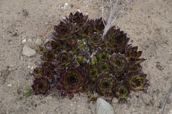 Sempervivum Black