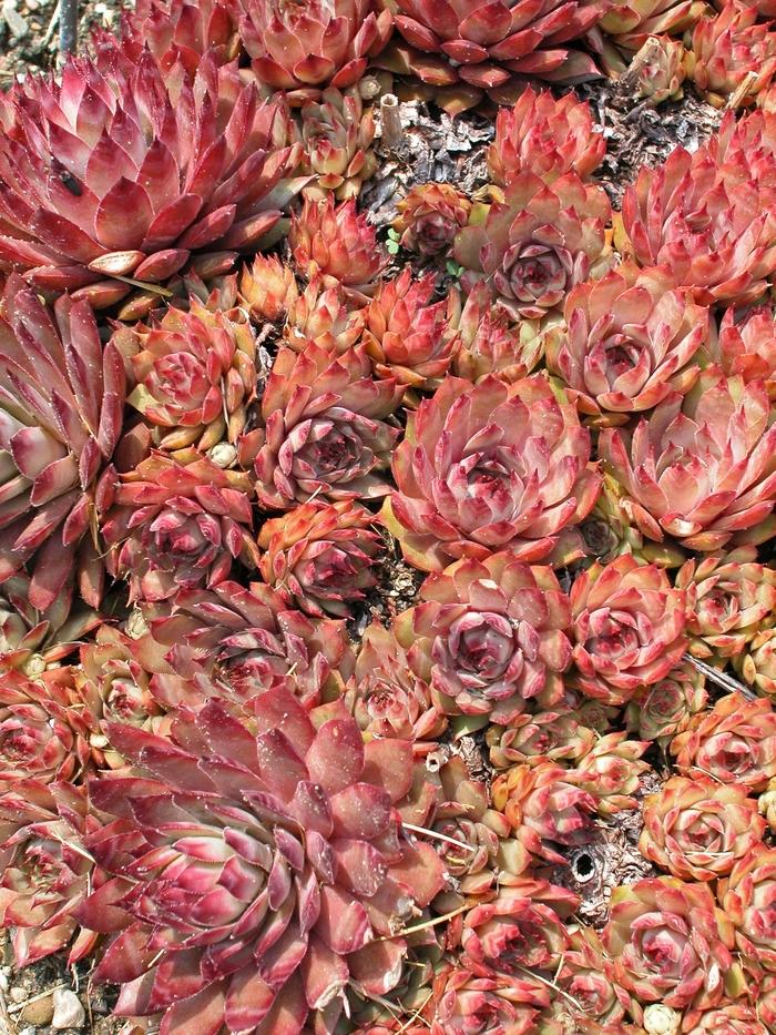 Sempervivum Red Beauty