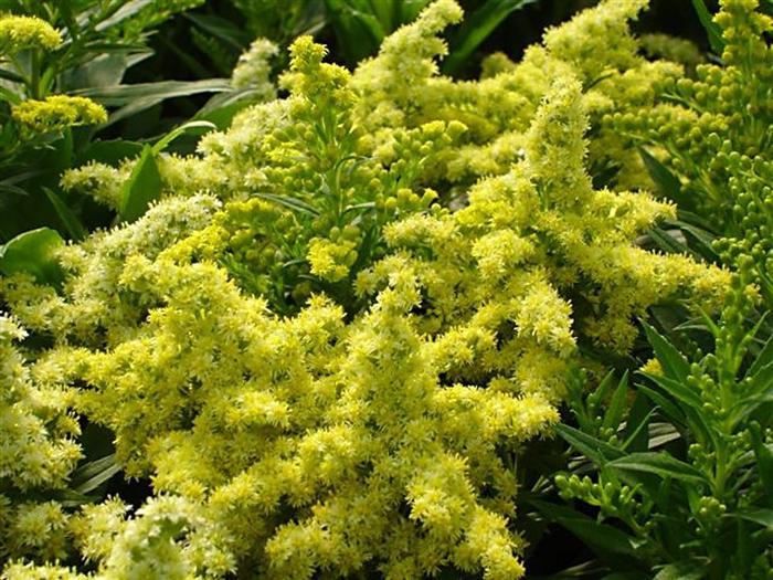 Solidago Little Lemon