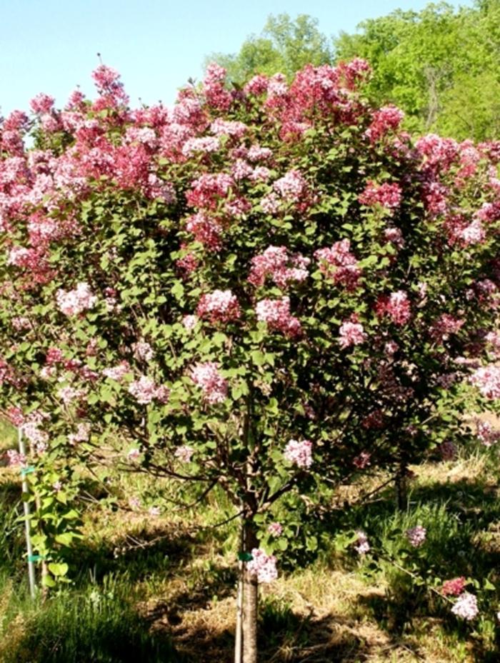 Syringa Bailbelle Tinkerbelle