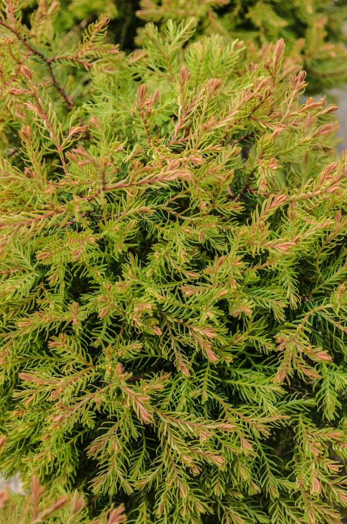 Thuja occidentalis Fire Chief™