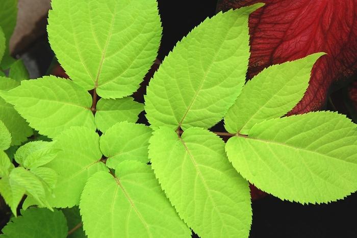 Aralia cordata Sun King