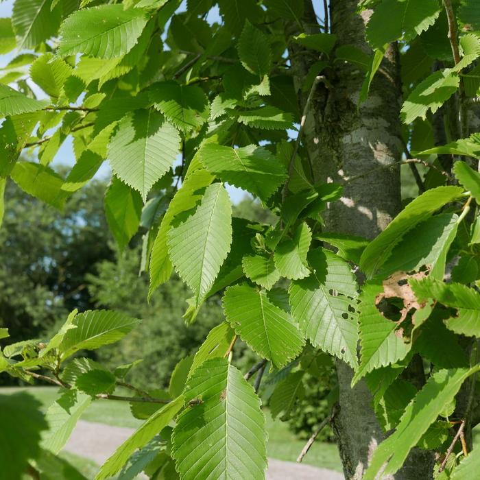 Ulmus propinqua Emerald Sunshine®