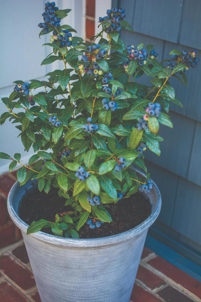 Vaccinium Bushel and Berry® Perpetua®