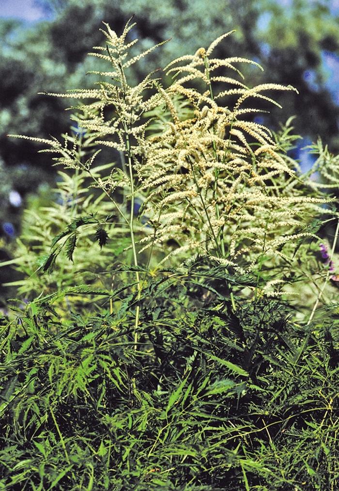 Aruncus dioicus Whirlwind