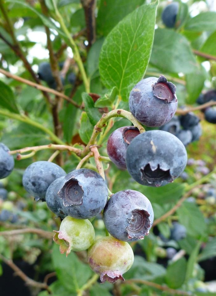 Vaccinium corymbosum Duke