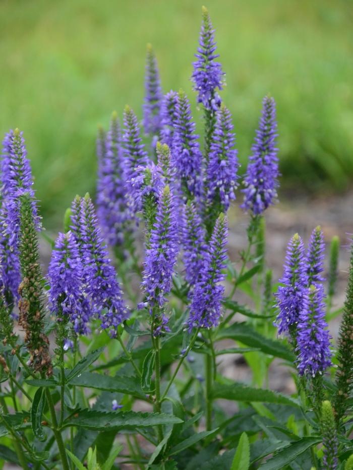 Veronica longifolia Royal Rembrandt