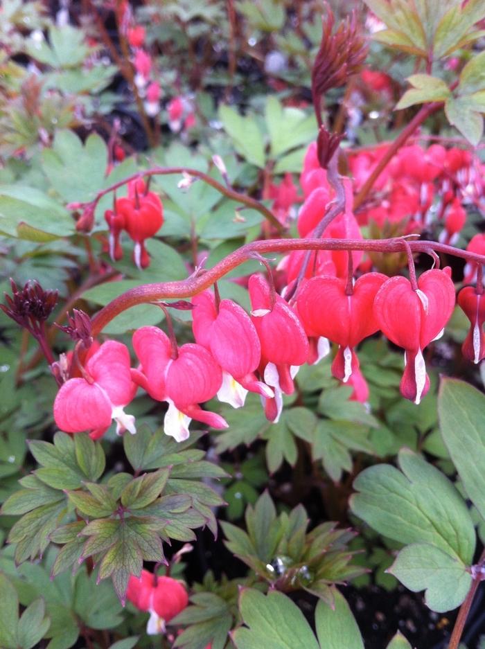 Dicentra spectabilis Valentine®