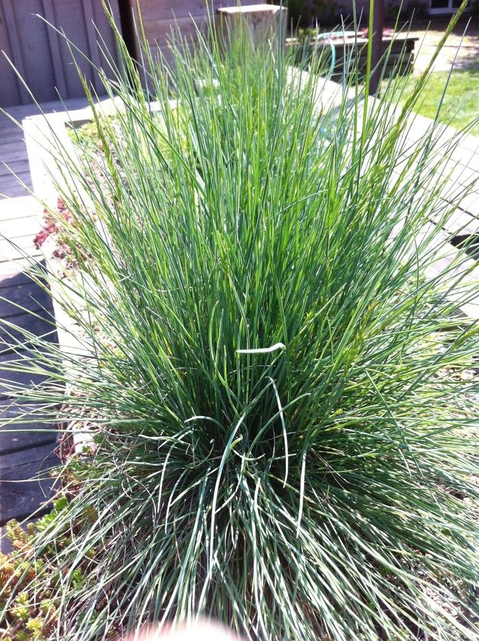 Festuca glauca Select