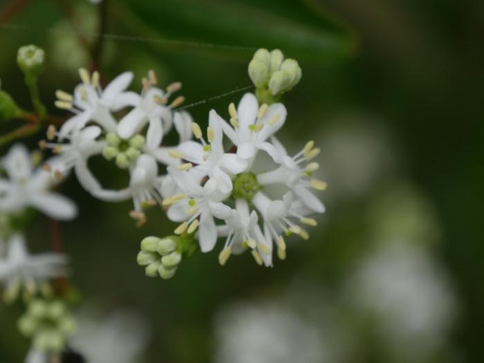 Heptacodium miconioides Temple of Bloom®