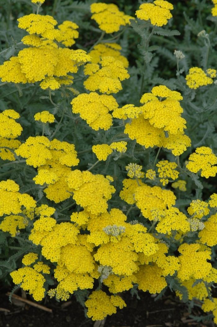 Achillea millefolium Moonshine