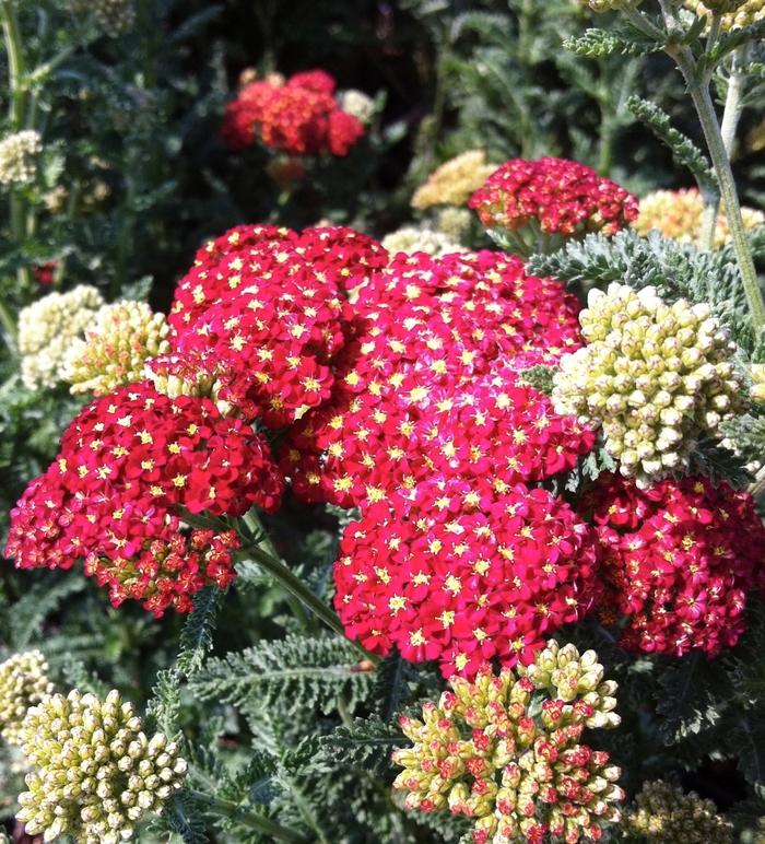 Achillea millefolium Strawberry Seduction