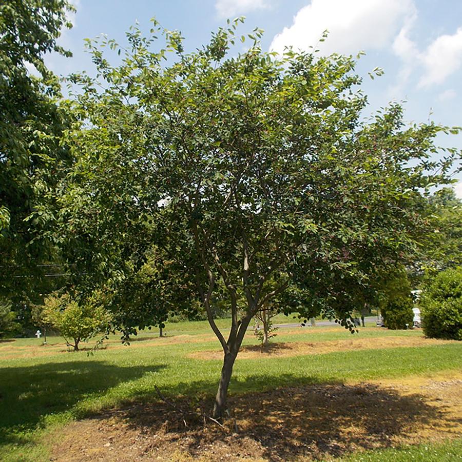 Amelanchier x grandiflora - Apple Serviceberry from Willowbrook Nurseries