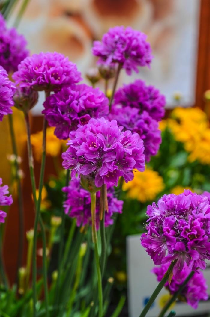 Armeria pseudarmeria Ballerina Lilac