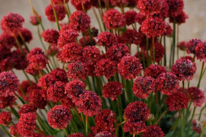 Armeria pseudarmeria Ballerina Red