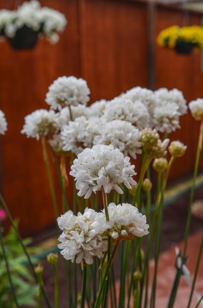 Armeria pseudarmeria Ballerina White