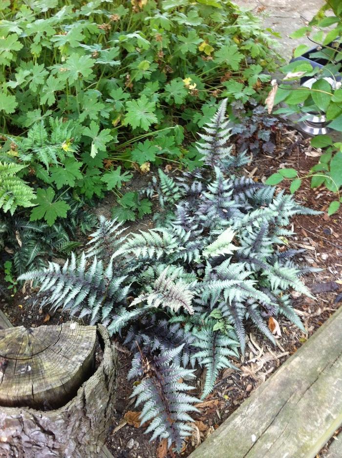 Athyrium niponicum var. pictum Burgundy Lace