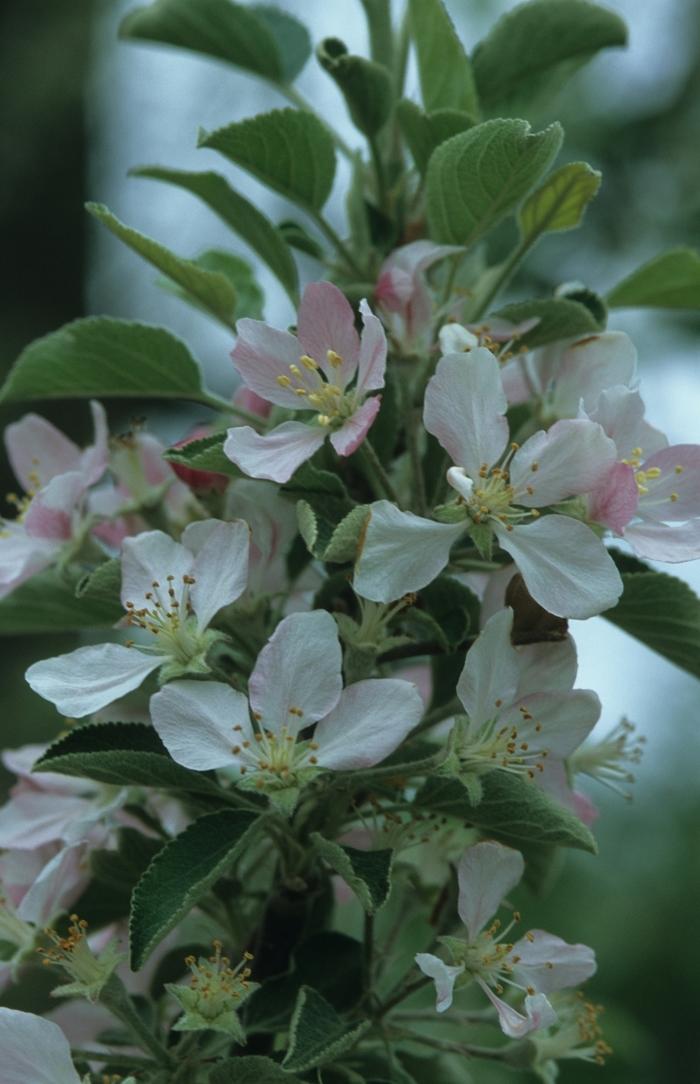 Malus domestica Braeburn