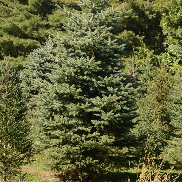 Picea pungens var. glauca 