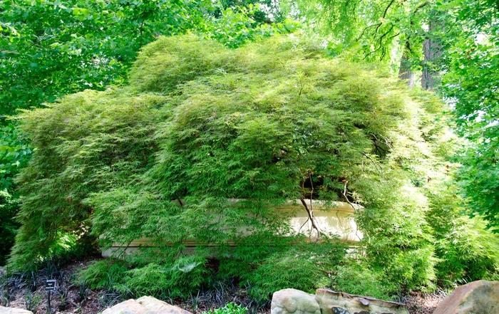 Acer palmatum var. atropurpureum 