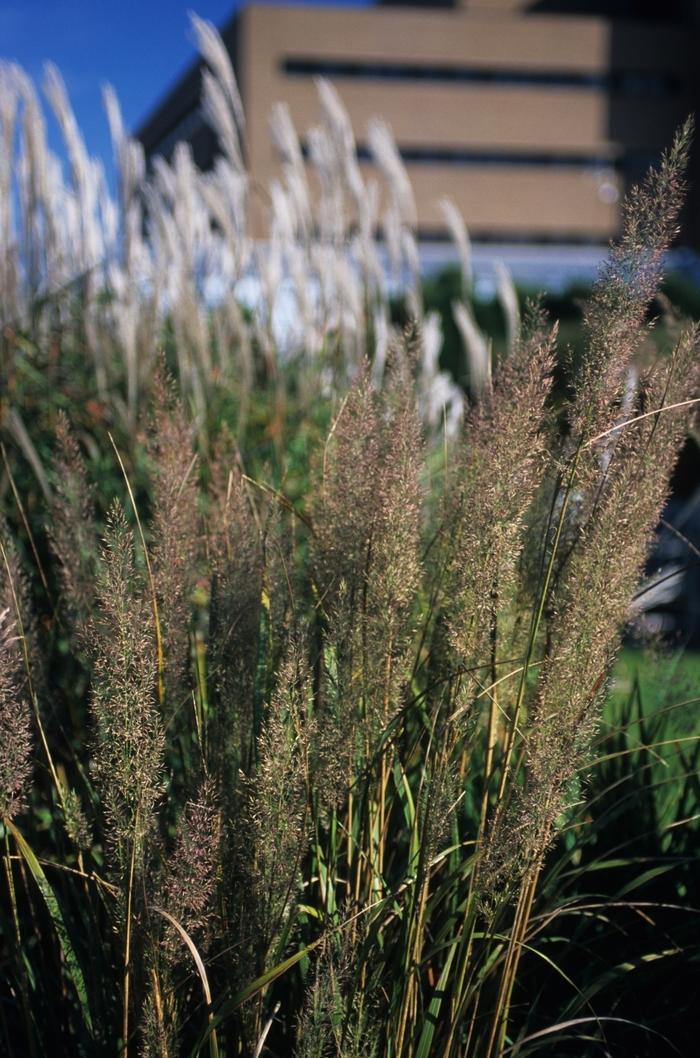 Calamagrostis brachytricha 