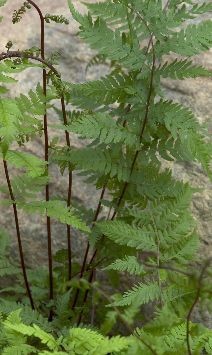 Athyrium augustum forma 'Rubellum' Lady in Red