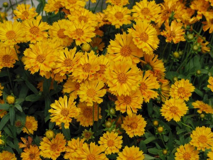 Coreopsis auriculata Jethro Tull