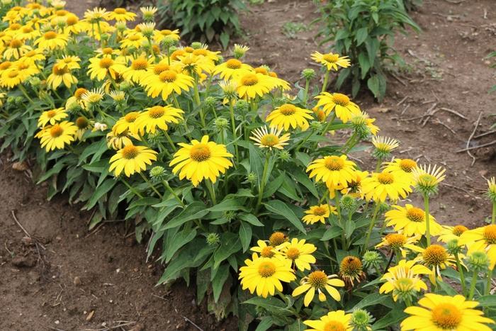 Echinacea Sombrero® Lemon Yellow Improved