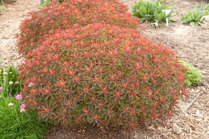 Euphorbia polychroma Bonfire