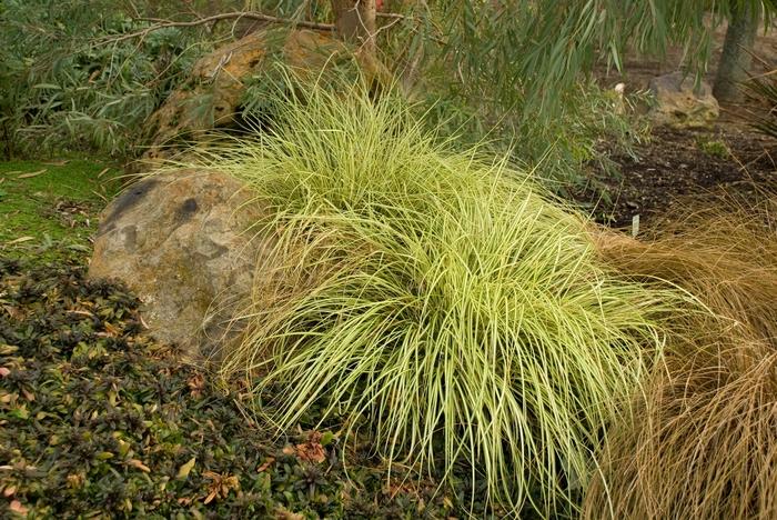 Carex oshimensis Evergold