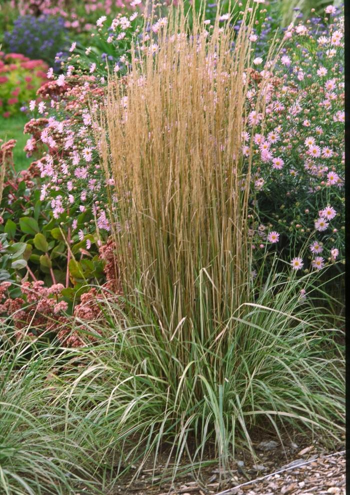 Calamagrostis acutiflora Overdam