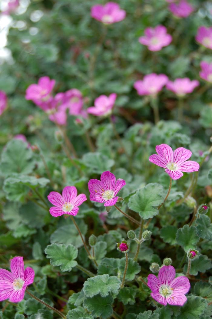 Erodium x variabile Bishop's Form