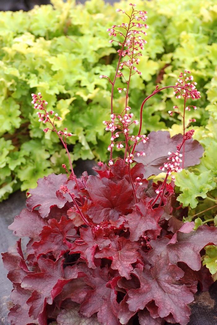 Heuchera Fire Chief