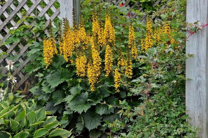 Ligularia stenocephala Bottle Rocket