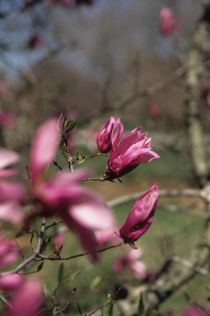 Magnolia liliflora Betty